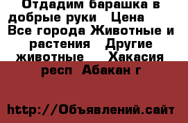 Отдадим барашка в добрые руки › Цена ­ 1 - Все города Животные и растения » Другие животные   . Хакасия респ.,Абакан г.